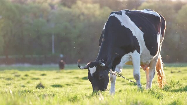 Milk cow grazing on green farm pasture on summer day. Feeding of cattle on farmland grassland