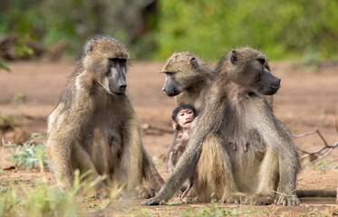 Members of a family troop of Chacma baboons socially interact while sitting in the sun
