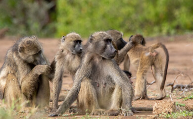 Members of a family troop of Chacma baboons socially interact while sitting in the sun