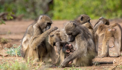 Members of a family troop of Chacma baboons socially interact while sitting in the sun