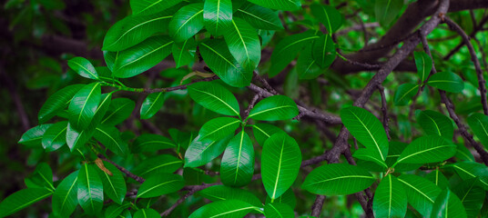 Fototapeta premium Fresh green leaves background, Overlay fresh leaf pattern, Natural foliage textured and background