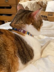 Back shot of 2 years old Ms. Macaron, Japanese tabby year 2022 summer