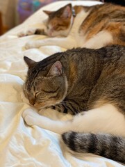 2 cats sleeping together, adorable position, 2 years old Mr. Marshmallow (front) and Ms. Macaron,...