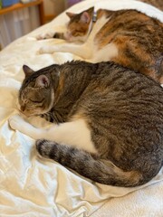 2 cats sleeping together, adorable position, 2 years old Mr. Marshmallow (front) and Ms. Macaron,...