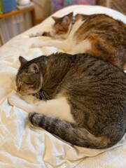 2 cats sleeping together, adorable position, 2 years old Mr. Marshmallow (front) and Ms. Macaron,...