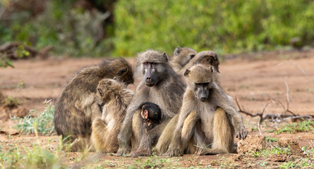 Members of a family troop of Chacma baboons socially interact while sitting in the sun