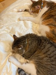2 cats sleeping together, adorable position, 2 years old Mr. Marshmallow (front) and Ms. Macaron,...
