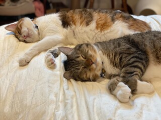 2 years old Ms. Macaron and Mr. Marshmallow sleeping together side by side, adorable naps, year...