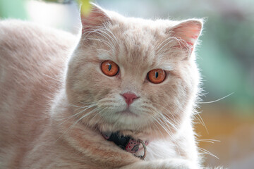 portrait of beautiful fashionable scottish fold cat