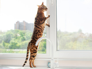 Animal. A domestic Bengal cat stands near an open window. Inhales fresh air.