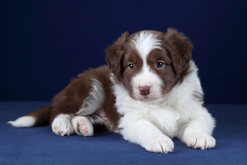 Cute little border collie puppy lying on a blue background