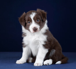 Cute little border collie puppy sitting on a blue background