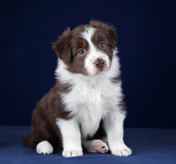Cute little border collie puppy sitting on a blue background - obrazy, fototapety, plakaty