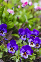 Pansy flowers, close up. Vertical photo of violet tricolor. Colorful garden pansy blossoms. Hybrid plant of Violaceae family. First spring flowers