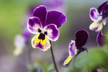 Foto op Aluminium Pansy flowers, close up. Vertical photo of violet tricolor. Colorful garden pansy blossoms. Hybrid plant of Violaceae family. First spring flowers © Roman
