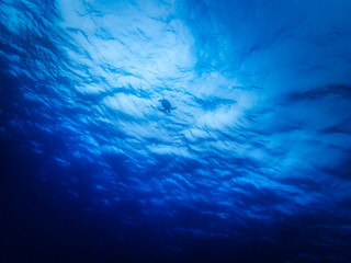 Looking up surface with a Turtle silhouette from Underwater