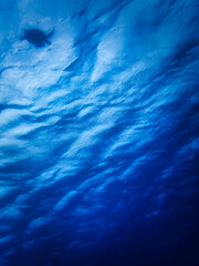 Looking up surface with a Turtle silhouette from Underwater