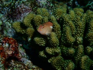 Arc-eye hawkfish at coral reef in Kume island