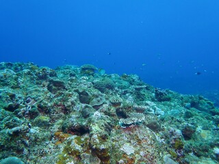 Fototapeta na wymiar Underwater in Kume island, Okinawa