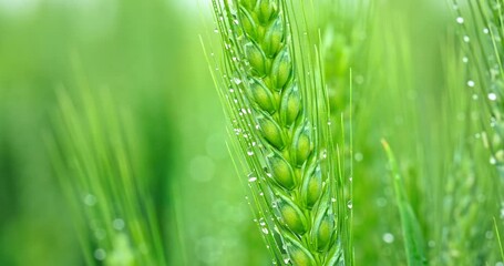 Fresh ears of young green wheat in spring field. Ear of wheat in the rain. Agriculture scene.
