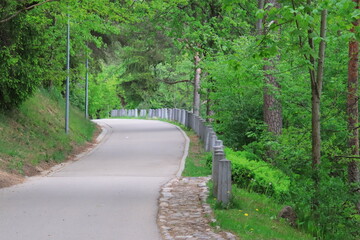 Obraz premium path in the forest
