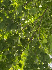 The tree leaves under the sunlight, Tokyo station area, year 2022 May 26th