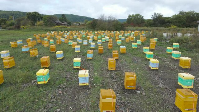 View from above. Industrial apiary in Primorskaya taiga. Many hives stand in a green field. Honey production.