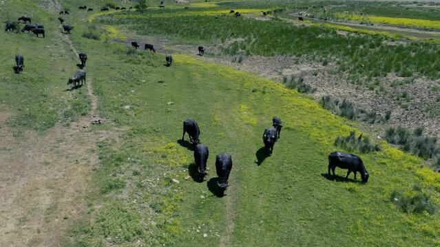 Spectacular aerial close-up view of a herd of Cape Buffalo running through the water of the beautiful scenic sazlidere barrage. Buffaloes natural habitat in Turkey.