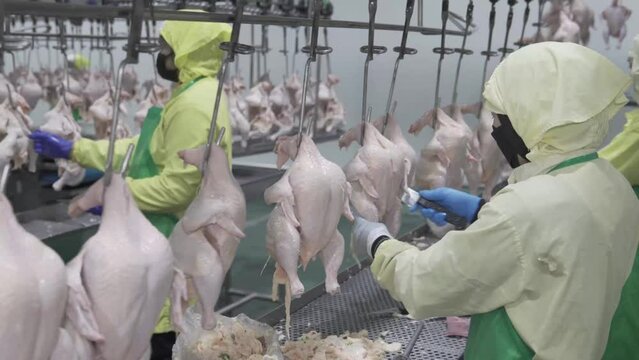 Worker cutting chicken parts on chain conveyor in poultry process factory.