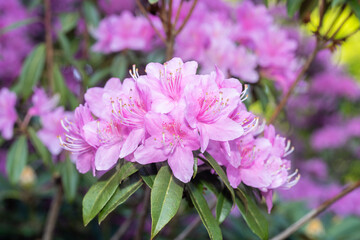Concave-leaf rhododendron