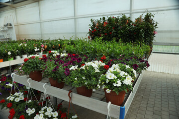 Many different beautiful potted plants in garden center