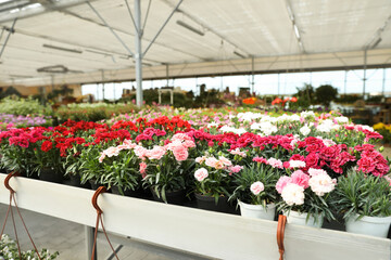 Different beautiful blooming carnation plants on table in garden center