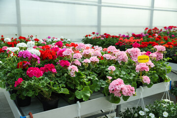 Many beautiful blooming geranium plants on table in garden center
