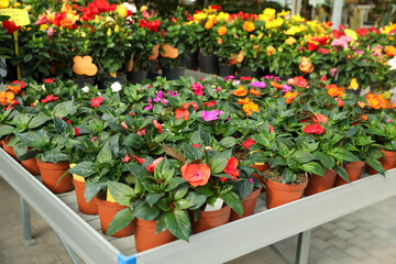 Fototapeta na wymiar Beautiful blooming potted impatiens plants on table in garden center