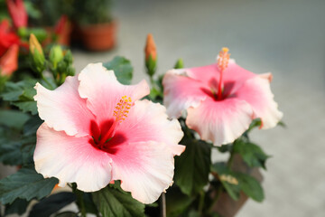 Fototapeta premium Hibiscus bush with beautiful pink flowers, closeup