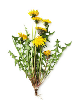 Beautiful dandelion plant with green leaves and yellow flowers on white background, top view