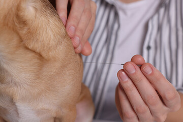 Veterinary holding acupuncture needle near dog, closeup. Animal treatment