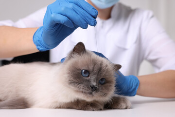 Veterinary holding acupuncture needle near cat's head in clinic, closeup. Animal treatment