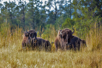 Bisons chilling out!