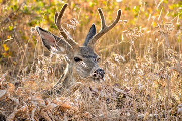 A deer in the woods!
