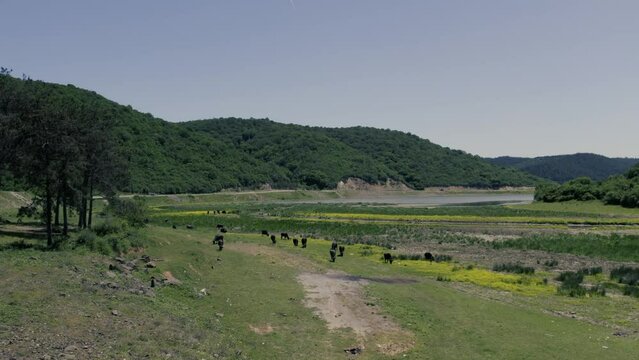 Spectacular aerial close-up view of a herd of Cape Buffalo running through the water of the beautiful scenic sazlidere barrage. Buffaloes natural habitat in Turkey.