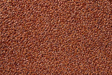 wheat grain closeup background for design