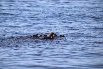Fototapeta premium ducks on the beach