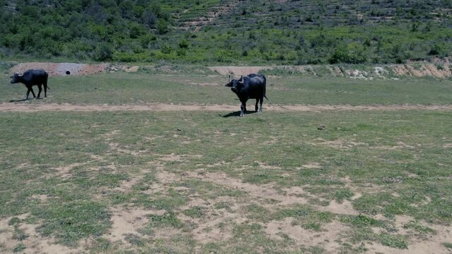 Spectacular aerial close-up view of a herd of Cape Buffalo running through the water of the beautiful scenic sazlidere barrage. Buffaloes natural habitat in Turkey.