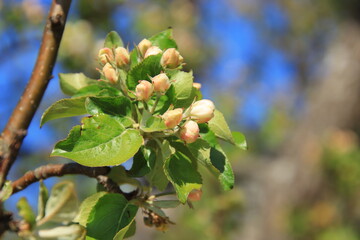 Obraz premium green tree