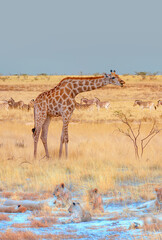 Lion family lying in the yellow grass with herd of zebras and a giraffe in yellow grass - Etosha National Park, Namibia