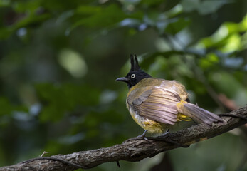 Black-crested bulbul perching on tree branch , Thailand