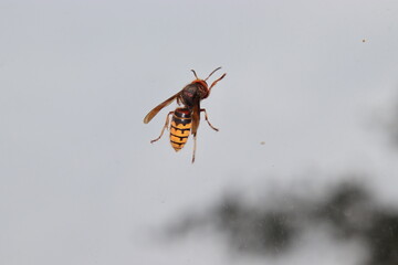 fly on the ground