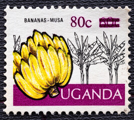 UGANDA - CIRCA 1975: Cultivation bananas-musa uganda postage stamp, circa 1975