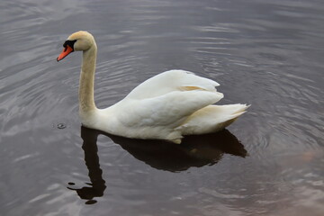 mute swan cygnus olor